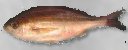 柏島釣りイサキ