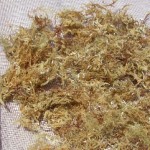 柏島ところてん一等天草 柏島ところてん一等天草